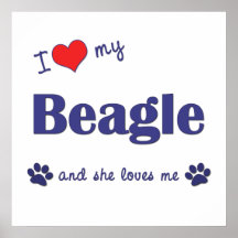 I Liebe mein Beagle (weiblicher Hund) Plakate