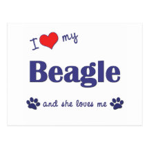 I Liebe mein Beagle (weiblicher Hund) Postkarte