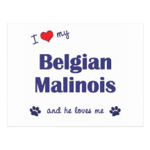I Liebe mein belgischer Malinois (männlicher Hund) Postkarte