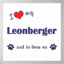 I Liebe mein Leonberger (männlicher Hund) Poster