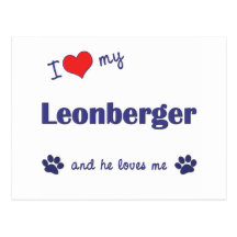 I Liebe mein Leonberger (männlicher Hund) Postkarte