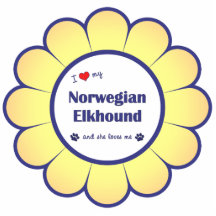 I Liebe mein norwegisches Elkhound (weiblicher Hun Photofiguren