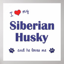 I Liebe mein sibirischer Schlittenhund (männlicher Plakatdrucke