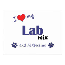 I Liebe meine Labrador-Mischung (männlicher Hund) Postkarten