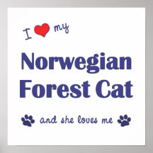 I Liebe meine norwegische Waldkatze (weibliche Kat Plakate