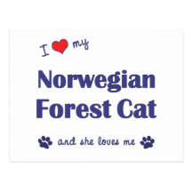 I Liebe meine norwegische Waldkatze (weibliche Kat Postkarten