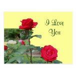 I Liebe Sie Rosen-Blumen-Foto-Postkarte
