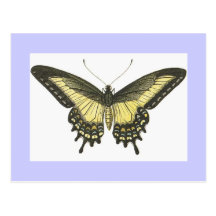 Illustration des Schmetterlinges Postkarte