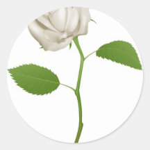 Illustration einer schönen weißen Rose Sticker
