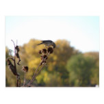 Imbiss auf dem Seedpod Postkarte