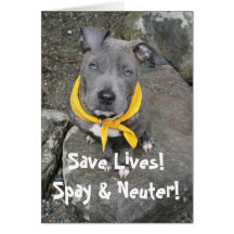 IMG_6802, retten die Leben!  Spay u. neutralisiere Karten