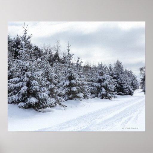 Immergrüne Bäume und Straße im Schnee Plakatdruck