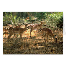 Impala Karte