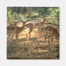 Impala Kühlschrankmagnete