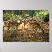 Impala Poster