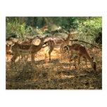 Impala Postkarten