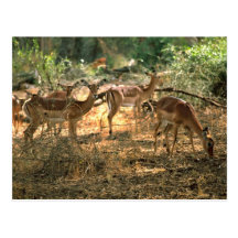 Impala Postkarten