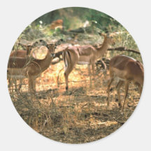 Impala Runde Aufkleber