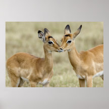 Impalas Plakatdruck
