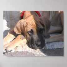 Indien mein Hund Plakat