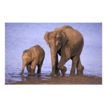 Indien, Nagarhole Nationalpark. Asiatischer Elefan Foto Drucke