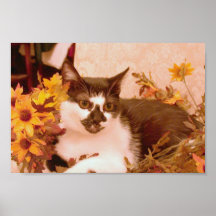 Inländische kurzhaarige Schwarzweiss-Katze gehockt Posterdrucke