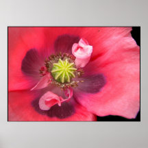 Innerhalb der Mohnblume Plakat