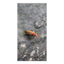 Insekt auf einem Felsen Foto Karten Vorlage