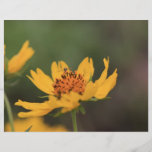 Insekt auf gelbem Blumen-Flyer
