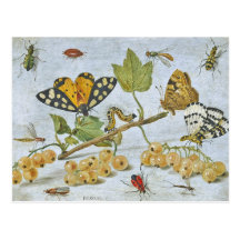 Insekten-Kriechen Postkarten