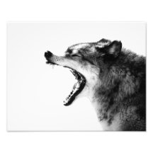 Intensives grauer Wolf-Porträt - Schwarzweiss-Druc Photos
