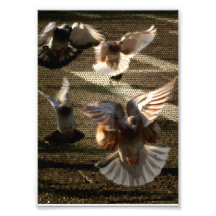 Internationale Taube Photodrucke