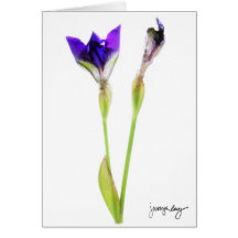 "Iris" durch J. Maya Luz Karte