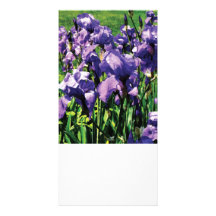 Iris-Prinzessin königlicher Smith Fotokartenvorlage
