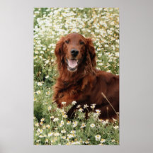 Irischer Setter Plakate