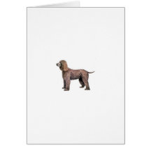 Irisches WasserSpaniel Karten