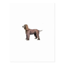 Irisches WasserSpaniel Postkarten