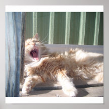 Itty Bitty Miezekatze, die vom Haar… aufweckt Plakate