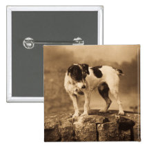 Jack der Vintage Jack-Russell-Terrier Buttons