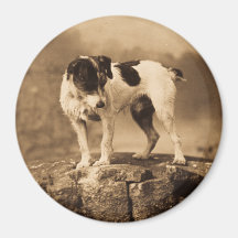 Jack der Vintage Jack-Russell-Terrier Magnete