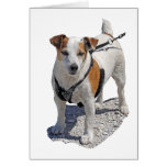 Jack-Russell-Hund Grußkarte