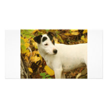 Jack-Russell-in-forest-1 Photokartenvorlagen