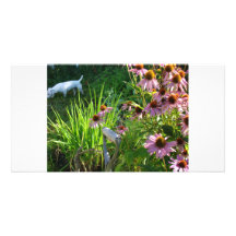 Jack Russell in meinen Blumen Photo Karte