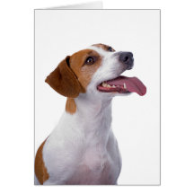 Jack-Russell-Terrier-Freundschafts-Karte