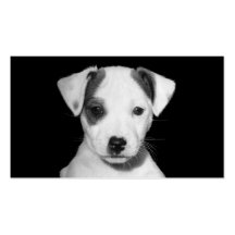 Jack-Russell-Terrier-Welpe Visitenkarten