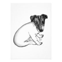 Jack Russell Welpe 10 Wochen alt Individuelle Ankündigung
