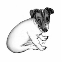 Jack Russell Welpe 10 Wochen alt Fotofigur
