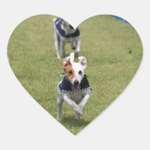 Jackrussel-Rennen Aufkleber