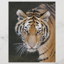 Jagd des Tiger-DSC06014 Flyerdesign