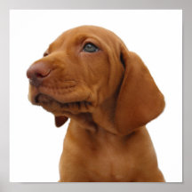 Jagdhund-Plakat-Druck